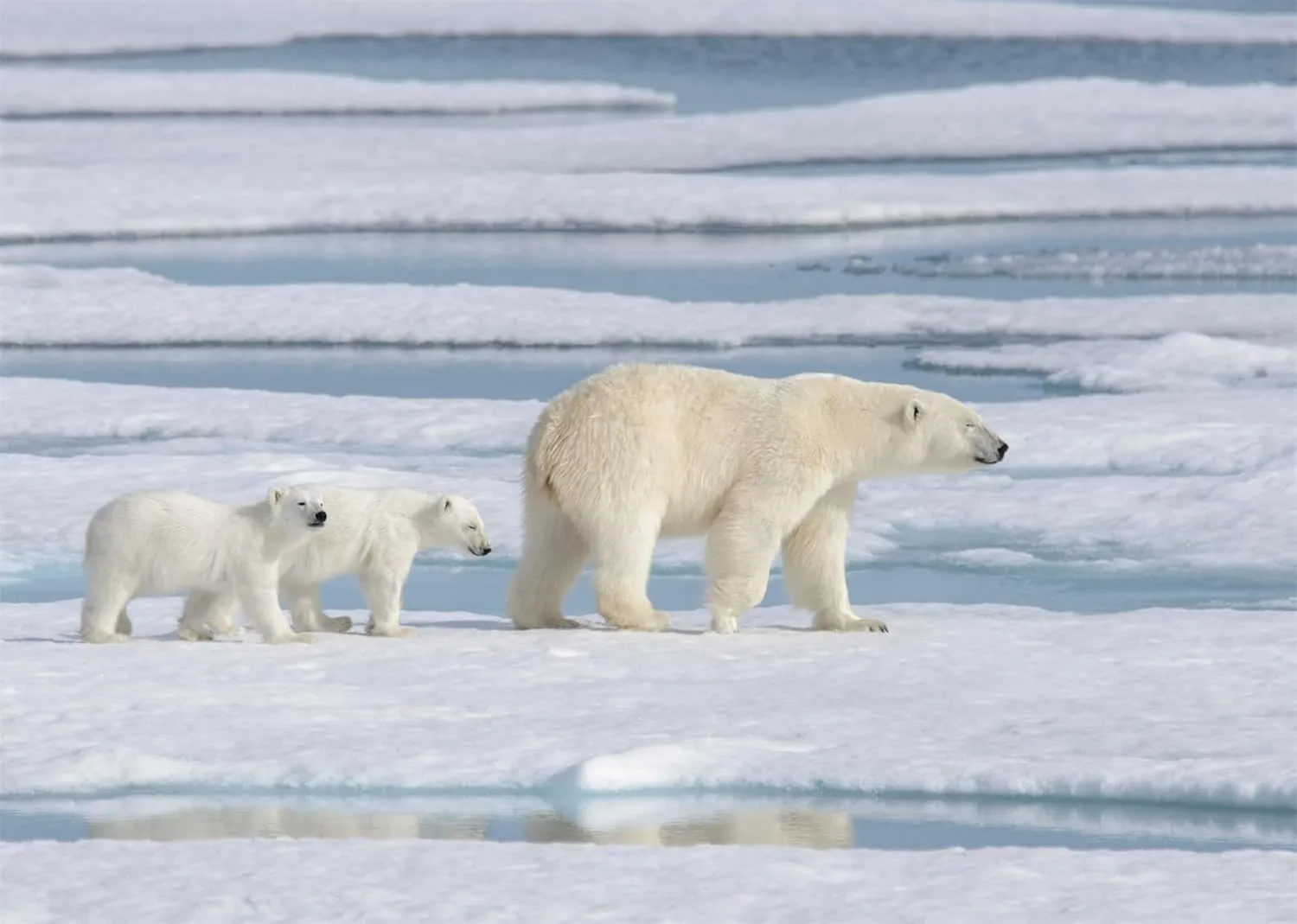 BELECO 10x8ft Fabric Polar Bears Backdrop Arctic Scene Ocean Ice Snow World Winter Background Polar Bear Theme Party Decorations Birthday Baby Shower Decor Banner Photoshoot Studio Props