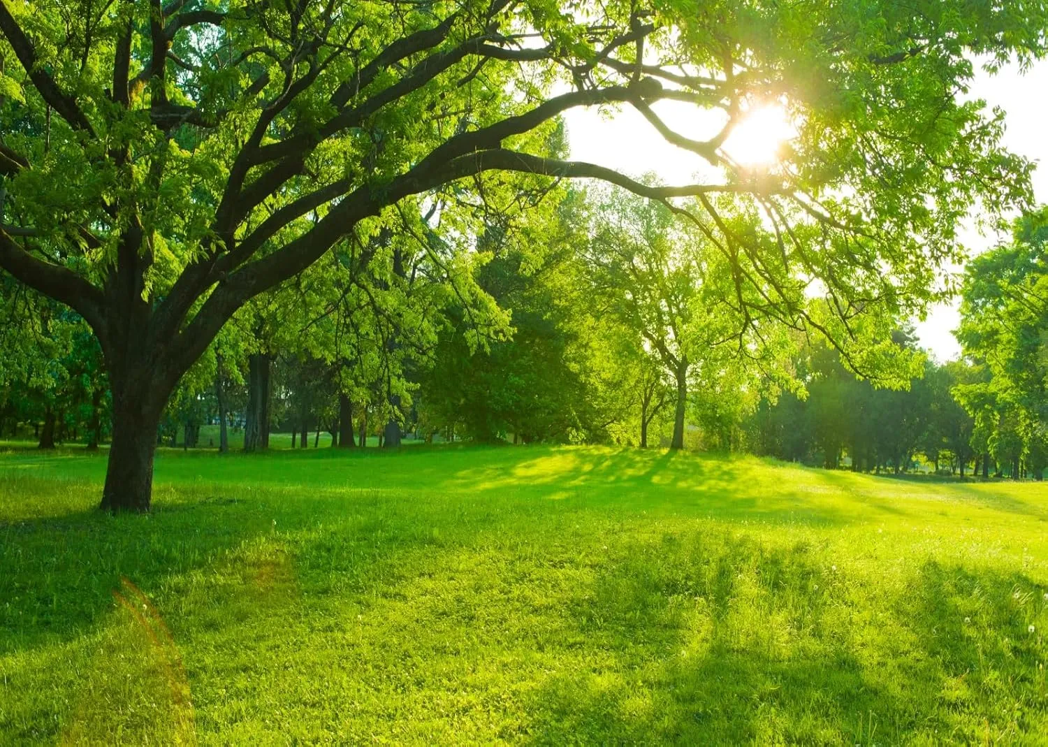 BELECO 10x8ft Fabric Spring Forest Park Backdrop Green Grass Lawn Meadow Sunshine Through The Woods Landscape Background Outdoor Nature Picnic Decor Kid Baby Portrait Photoshoot Studio Props